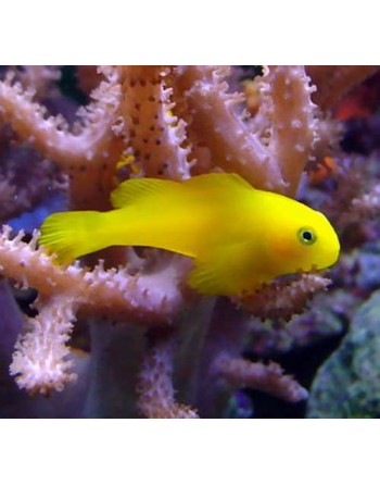Yellow Clown Coral Goby