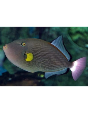 Pink Tail Triggerfish