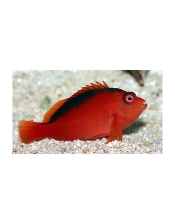 Flame Hawkfish