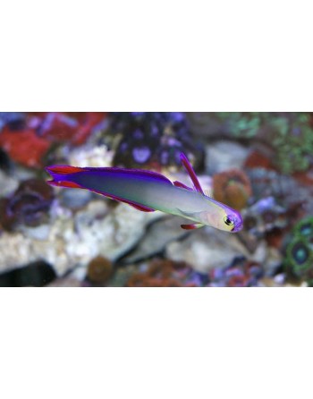 Purple Firefish