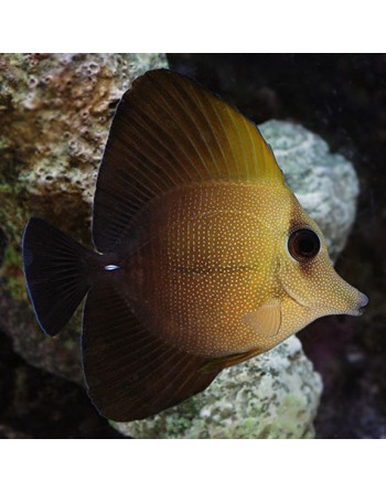 Scopas Tang