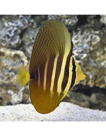 Sailfing Tang Pequeno