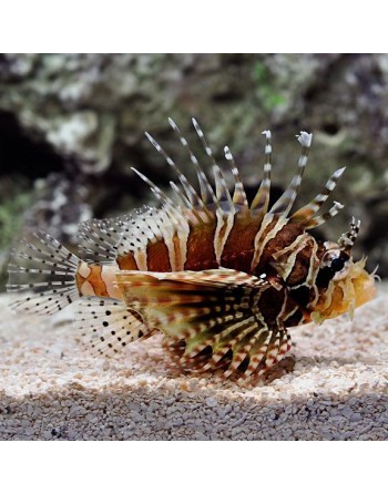 Lionfish Zebra Dwarf