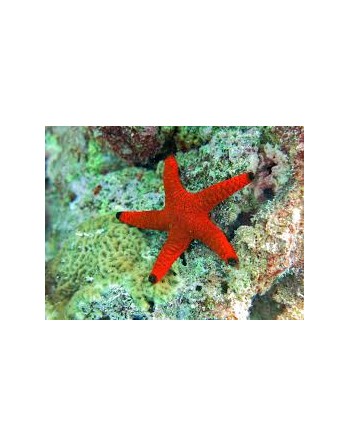 Red Black Tip Starfish