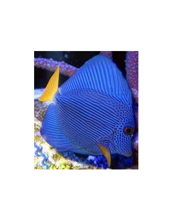 Purple Tang