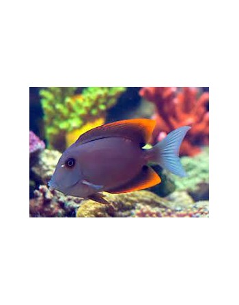 Flame Fin Tang