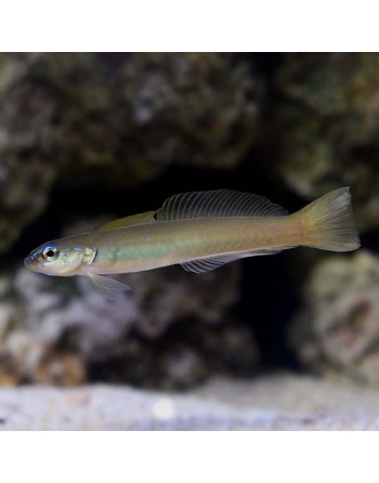 Green Silk Dartfish